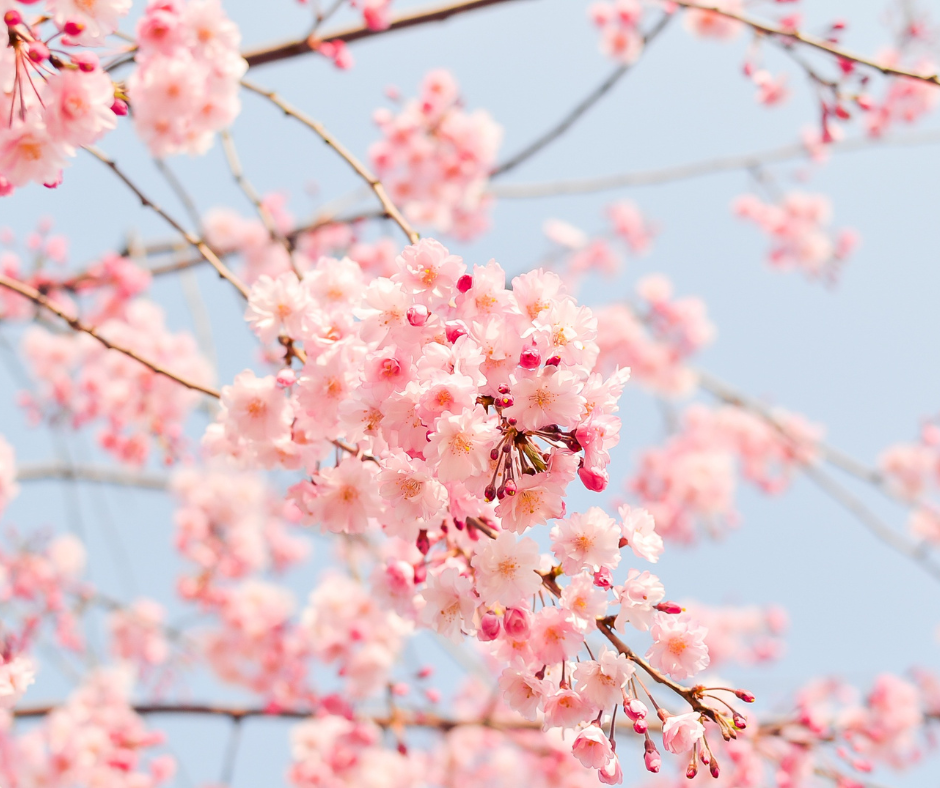 Embrace the Season of Renewal: Wellness in Spring